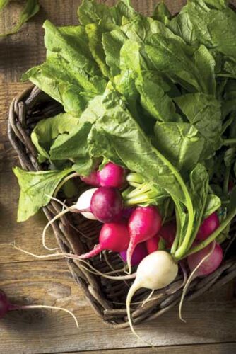 Refrigerator Radish Quick Pickle Recipe